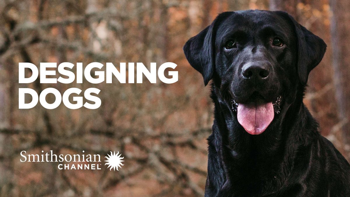 Designing Dogs