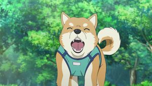 Pan, le chien intelligent