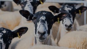 Les moutons