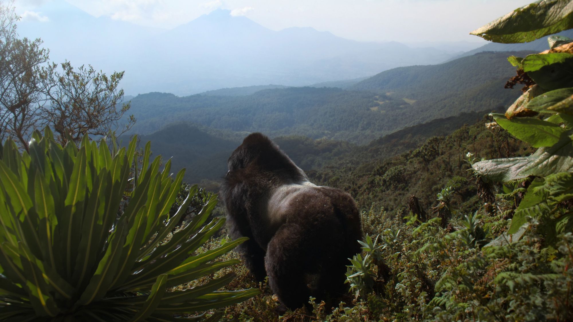 Une histoire de gorilles avec David Attenborough